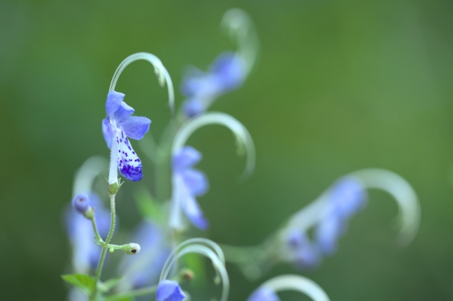 鏡頭使用: 型號 F017<br>焦距: 90mm<br>曝光: F2.8 1/100 秒