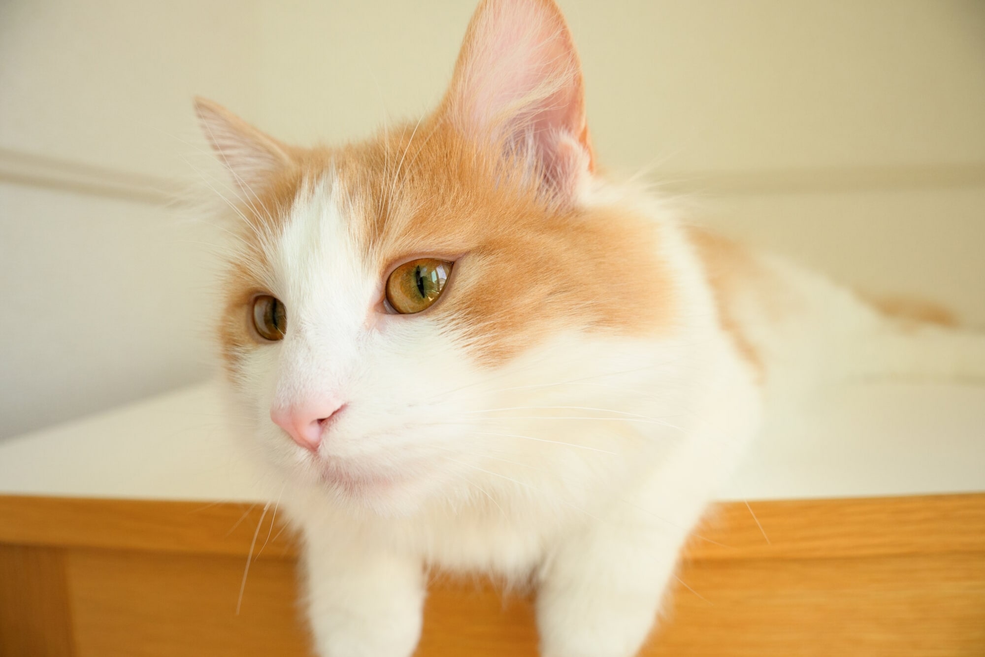 TAMRON 18-300mm F3.5-6.3 (Model B061)　焦距: 18mm　曝光: F4.5　快門速度: 1/250sec　ISO: 800