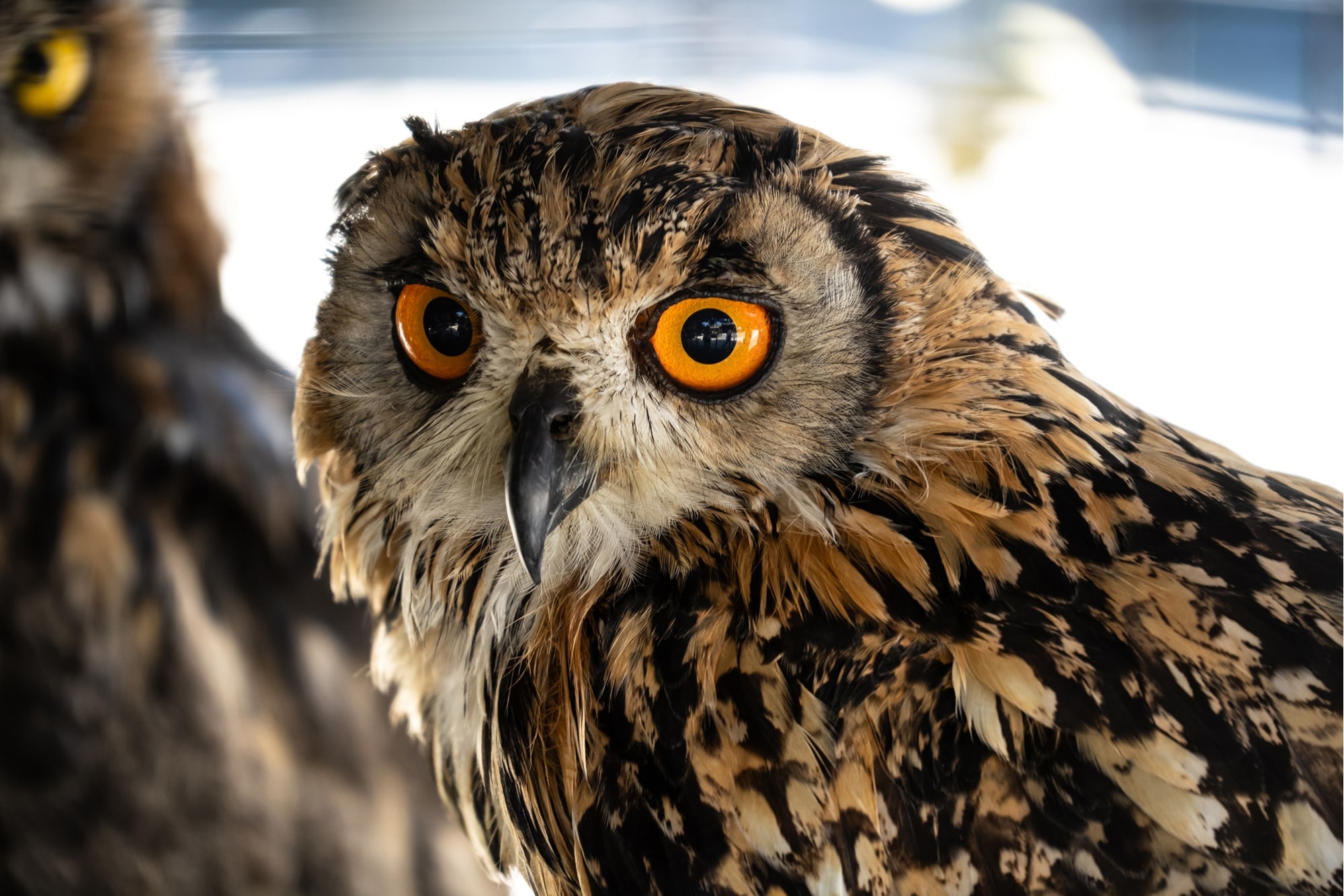 TAMRON28-300mm F4-7.1 (Model A074)　焦距: 300mm　曝光: F7.1　快門速度: 1/60sec　ISO: 800