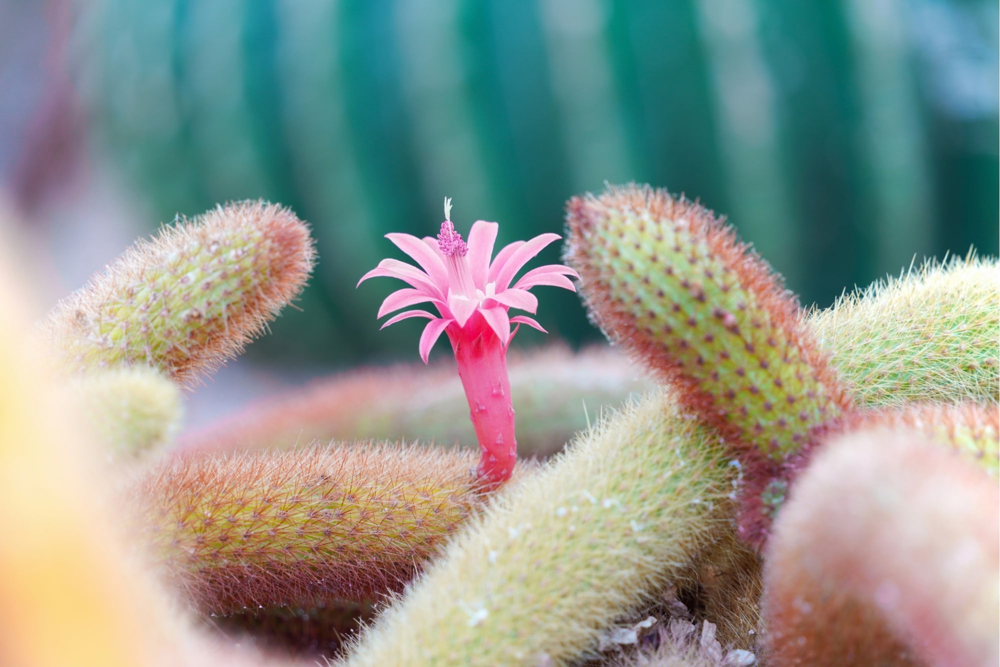 TAMRON28-200mm F2.8-5.6 (Model A071)　焦距: 200mm　曝光: F5.6　快門速度: 1/15sec　ISO: 100