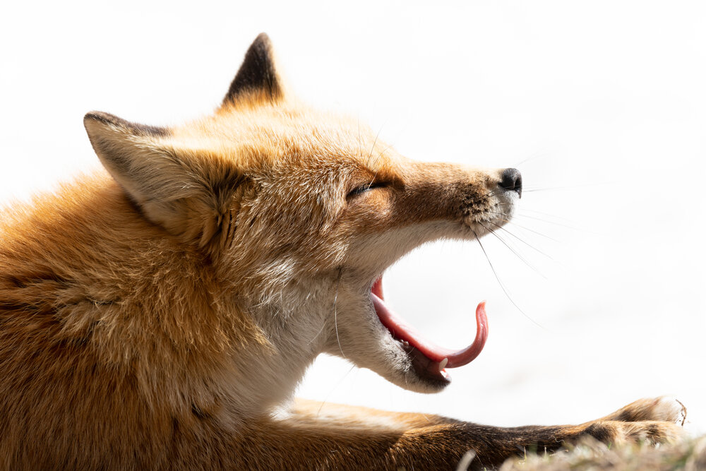 TAMRON超望遠變焦鏡頭拍攝的照片