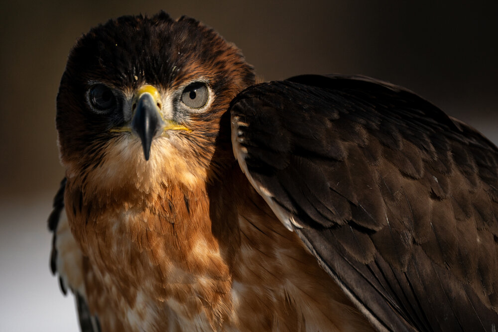 TAMRON超望遠變焦鏡頭拍攝的照片