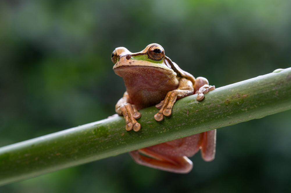 TAMRON定焦鏡頭拍攝的照片