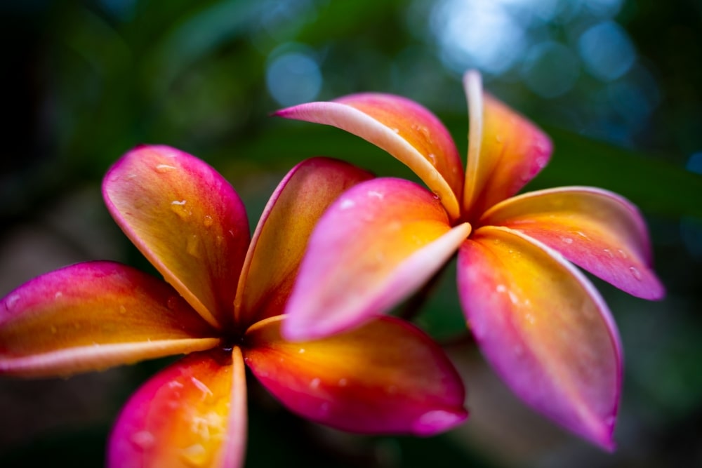 TAMRON 28-75mm F2.8 G2 (型號 A063)　焦距：28mm　光圈：F2.8　快門速度：1/1250秒　ISO：400