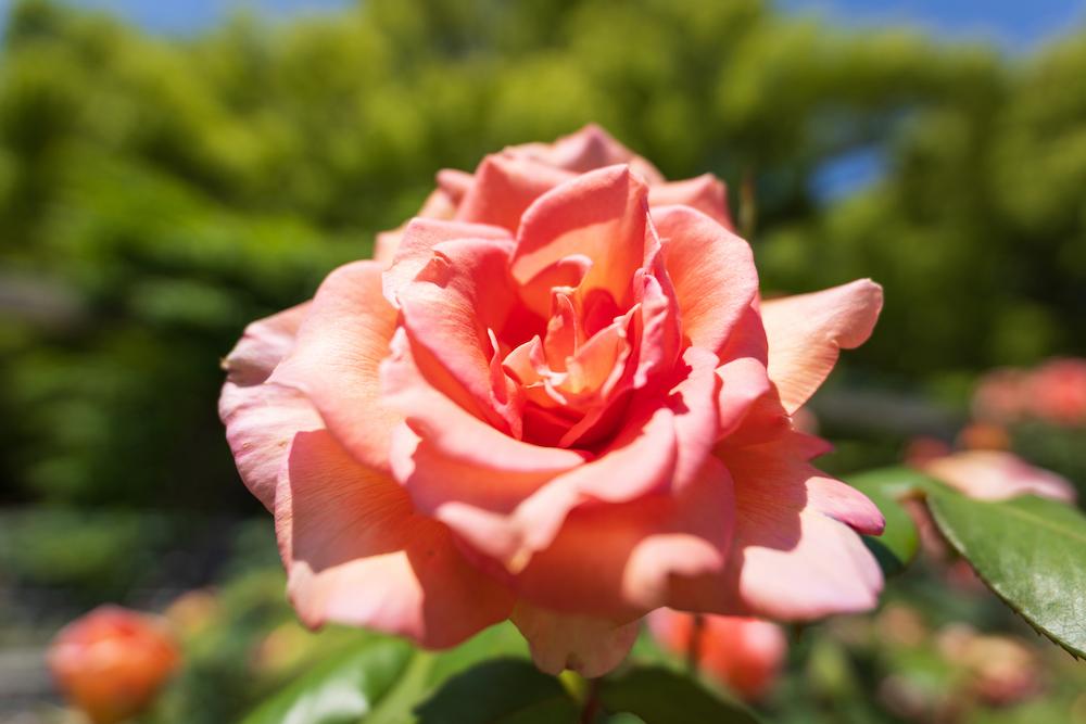 TAMRON 16-30mm F2.8 G2 (型號 A064)　焦距：16mm　光圈：F2.8　快門速度：1/3200秒　ISO：100