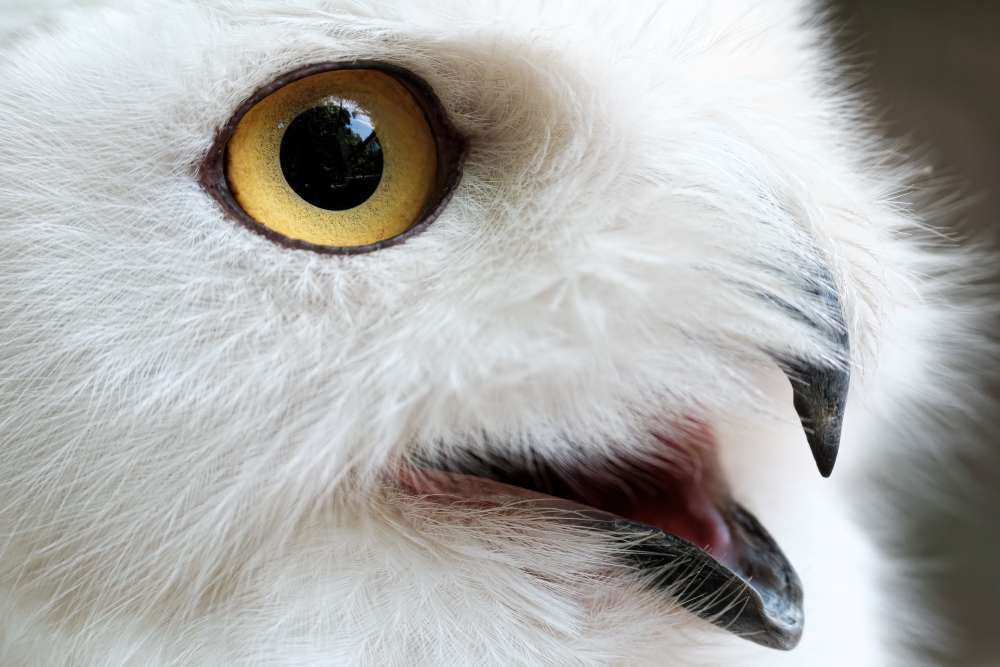 TAMRON超遠攝變焦鏡頭拍攝照片