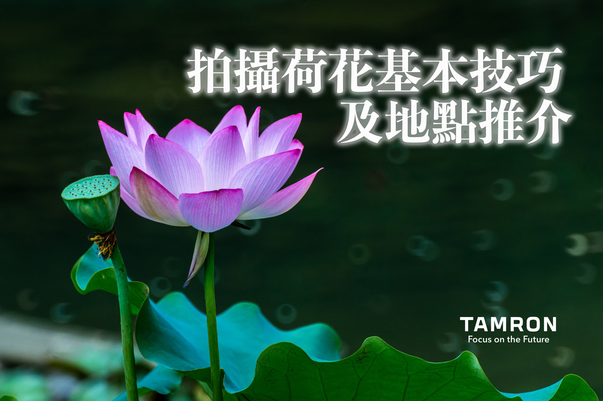 93+ 图片 荷花 新的 51 實用知識| 荷花簡介及拍攝地點推介| TAMRON HK | 騰龍香港|