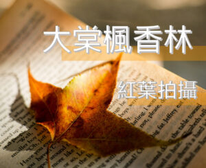 變焦鏡;定焦鏡;微距鏡;廣角鏡;無反相機;單反相機;APS-C鏡頭;Camera;Lens;Canon;Nikon;Sony;fujifilm;emount;zmount;rfmount;