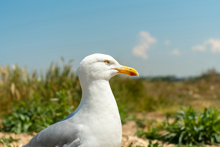 變焦鏡;定焦鏡;微距鏡;廣角鏡;無反相機;單反相機;APS-C鏡頭;Camera;Lens;Canon;Nikon;Sony;fujifilm;emount;zmount;rfmount;