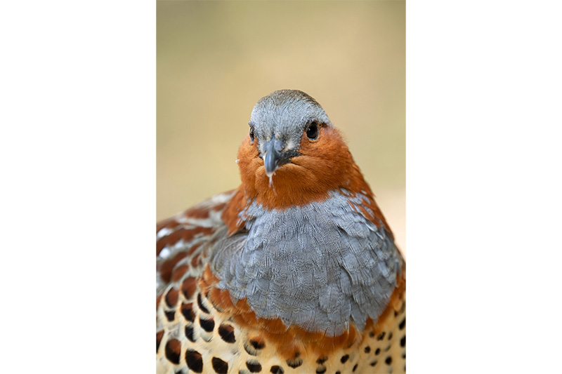 變焦鏡;定焦鏡;微距鏡;廣角鏡;無反相機;單反相機;APS-C鏡頭;Camera;Lens;Canon;Nikon;Sony;fujifilm;emount;zmount;rfmount;