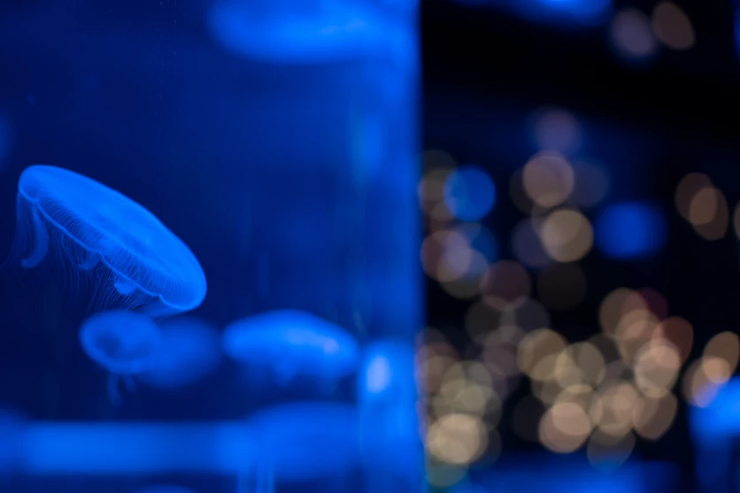 Low light focus example
