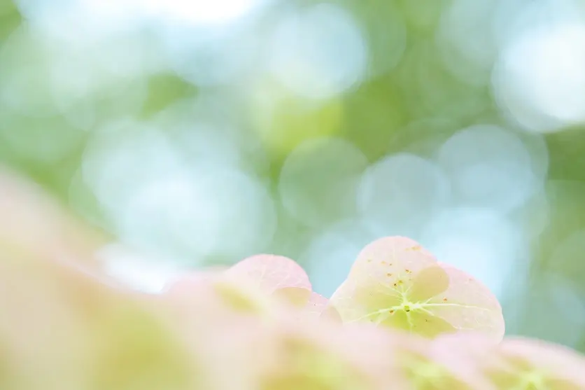 TAMRON 90mm F2.8 MACRO F072 close-up sample photo