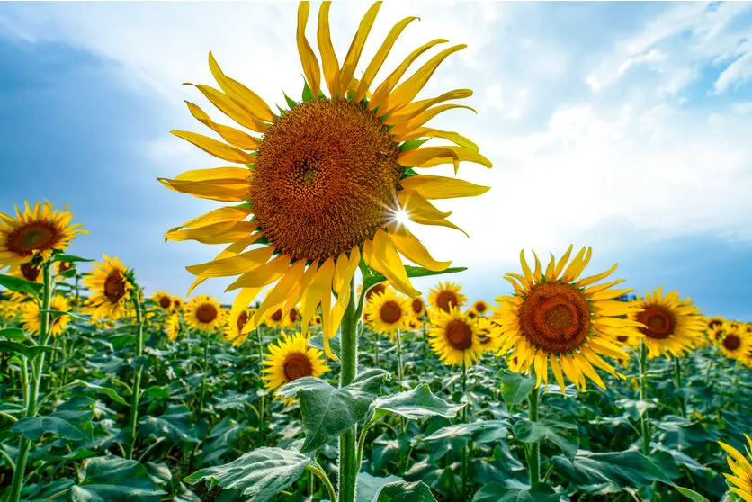Positive exposure compensation for high contrast