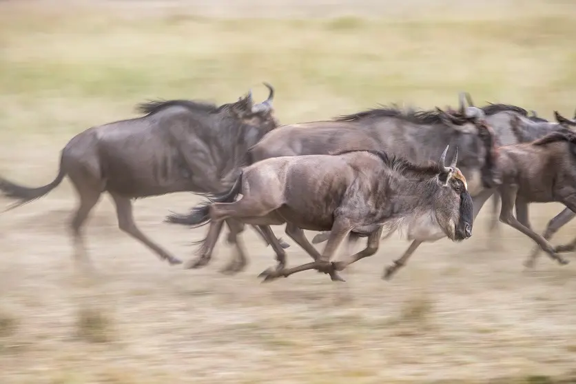 Animal panning shot sample