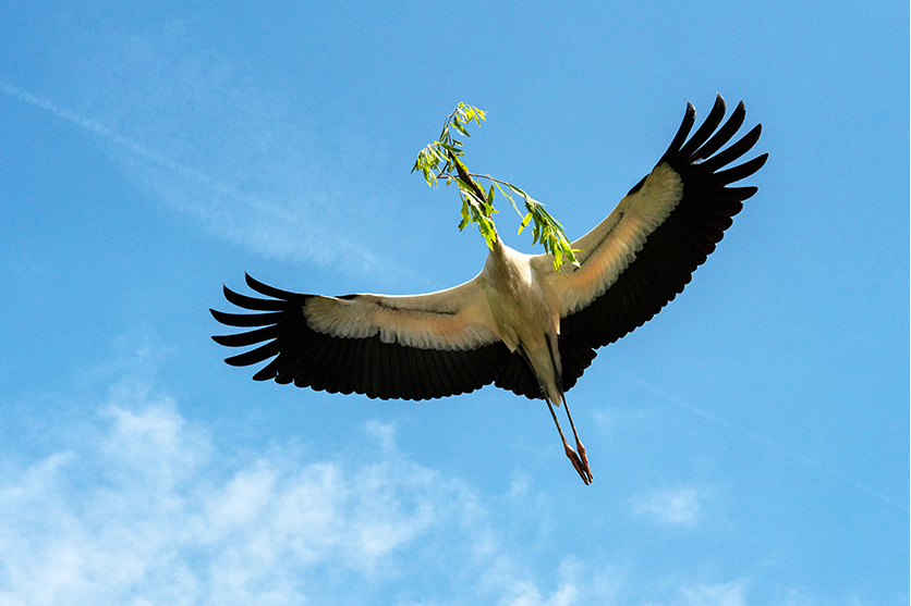 Bird photography shutter speed sample