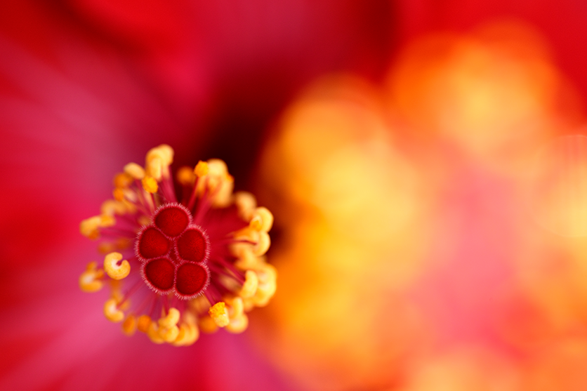 Macro photography depth of field F072