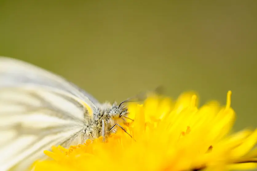 TAMRON 90mm F2.8 MACRO F072 precision focus
