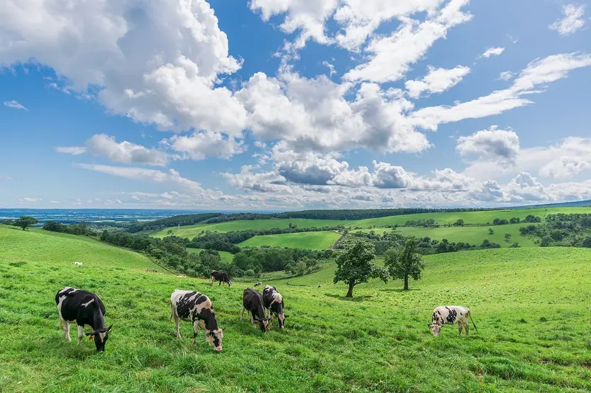 Meadow and grassland landscape