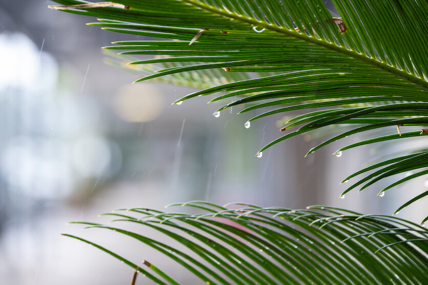 Appeal of rainy day photography