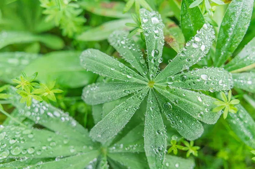 花卉與植物