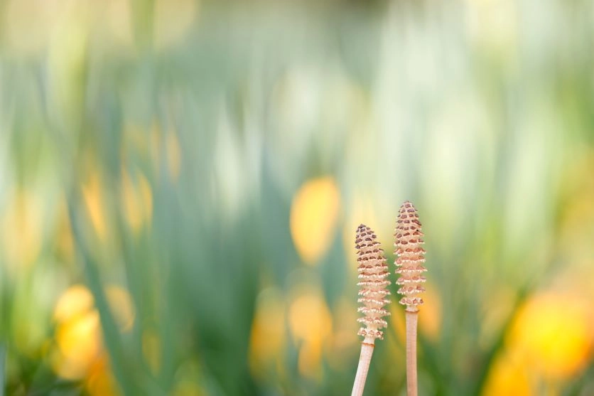 【以微距鏡頭盡情探索！花卉與昆蟲的拍攝技巧】為您介紹鏡頭選購方法與活用訣竅