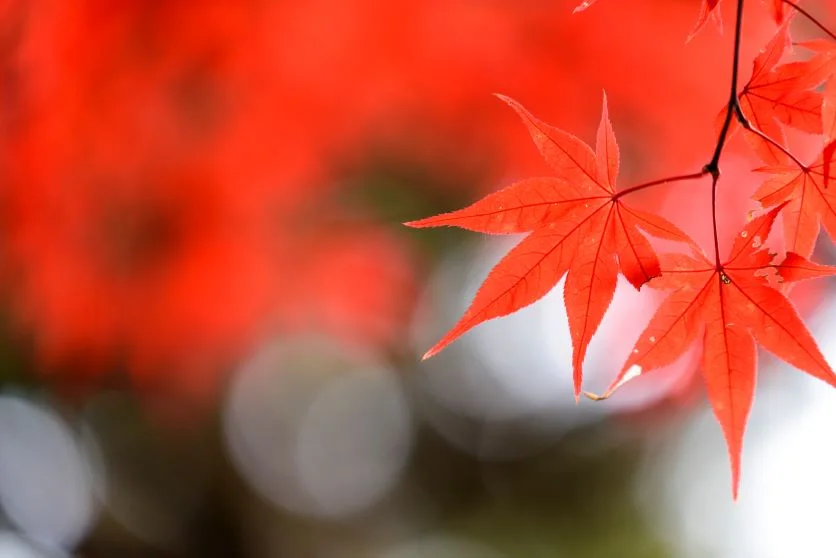 逆光紅葉