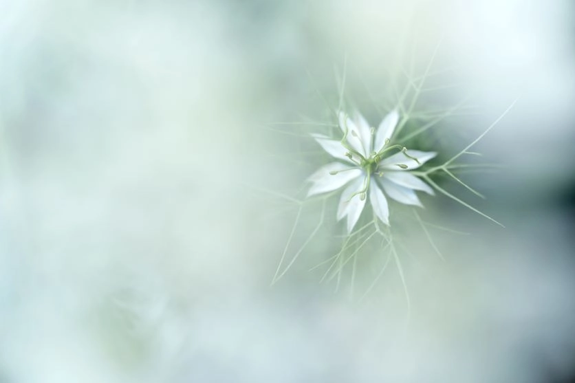 【以微距鏡頭盡情探索！花卉與昆蟲的拍攝技巧】為您介紹鏡頭選購方法與活用訣竅