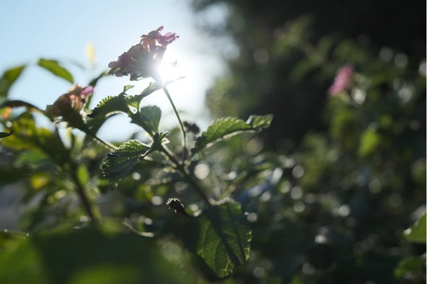 Plant and flower photography in backlight