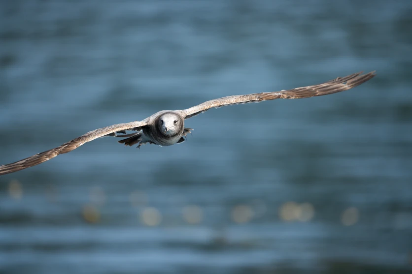 Super telephoto lens (300mm and above)