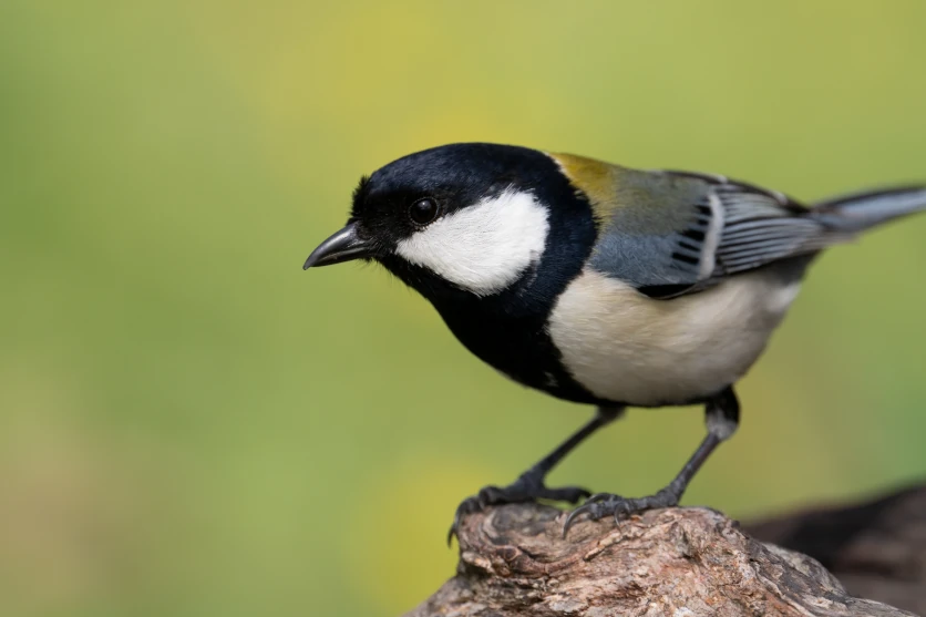 Wild birds and animals