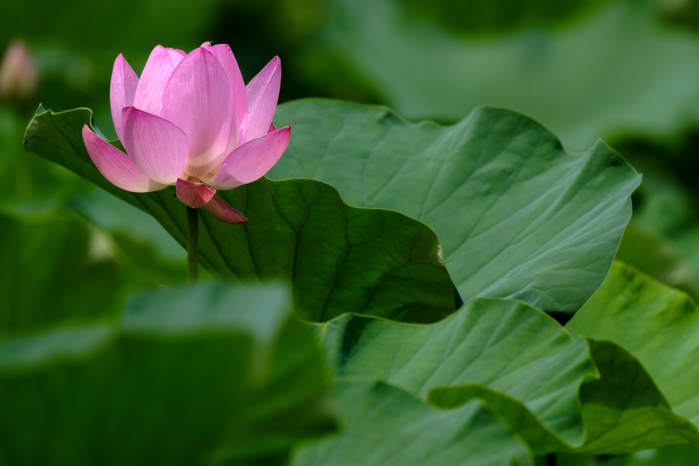 TAMRON超遠攝變焦鏡頭拍攝照片