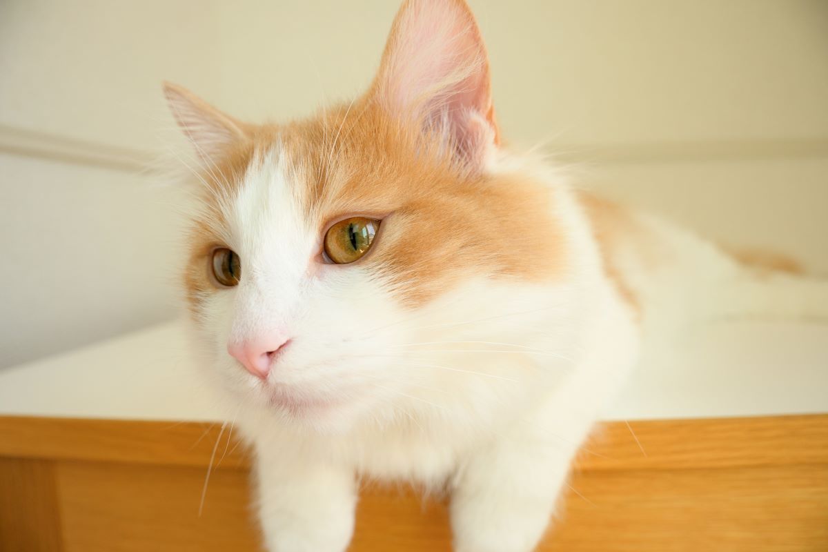 Photo taken by TAMRON All-in-one Zoom lens